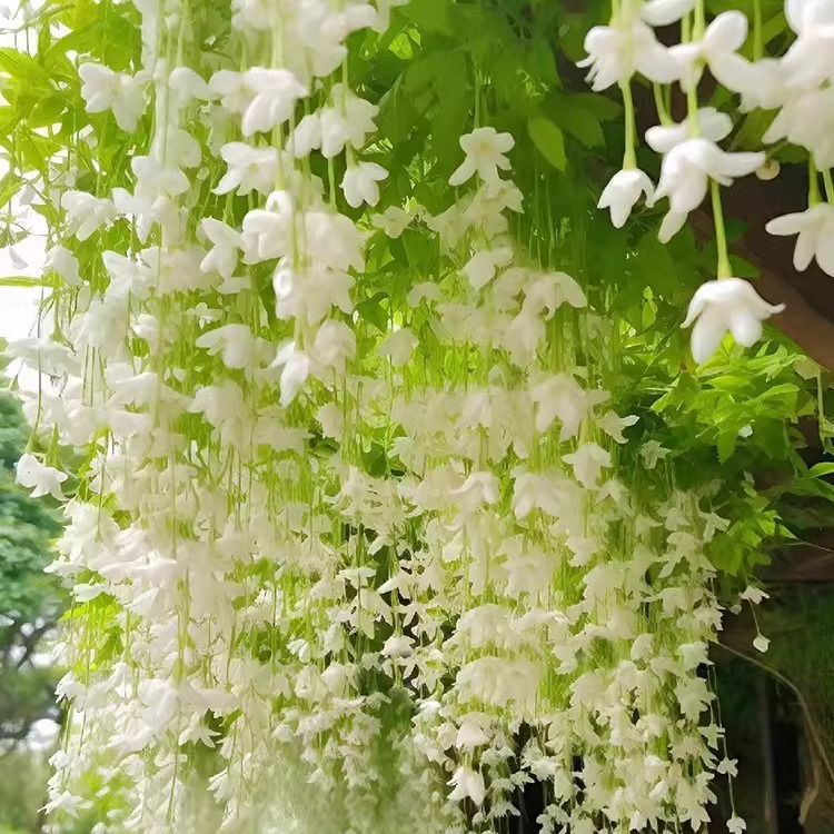 Jasmine flower seed seed climbing plant easy to live four seasons open sowing flowering indoor and outdoor plant seed