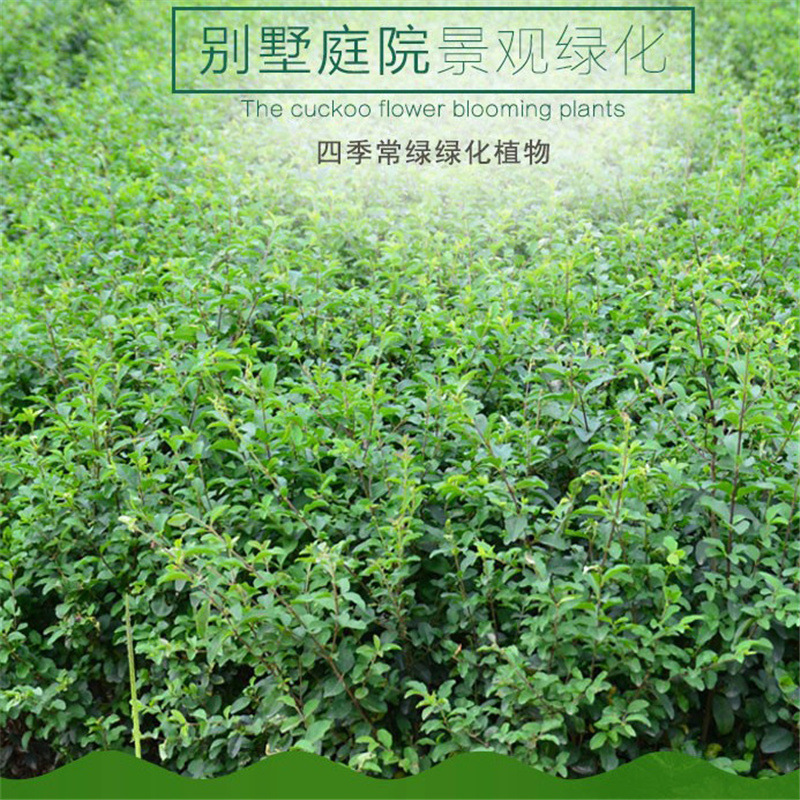Small leaf privet tree seedlings green leaf privet garden villa community green seedlings evergreen spherical hedgerow engineering seedlings