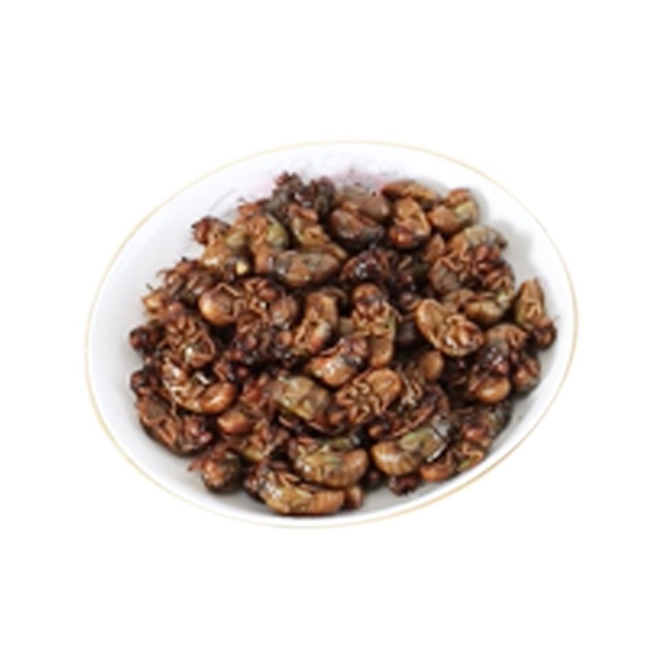 100 Free Shipping Fresh Cicadas Live Quick-Frozen Golden Cicadas Wholesale