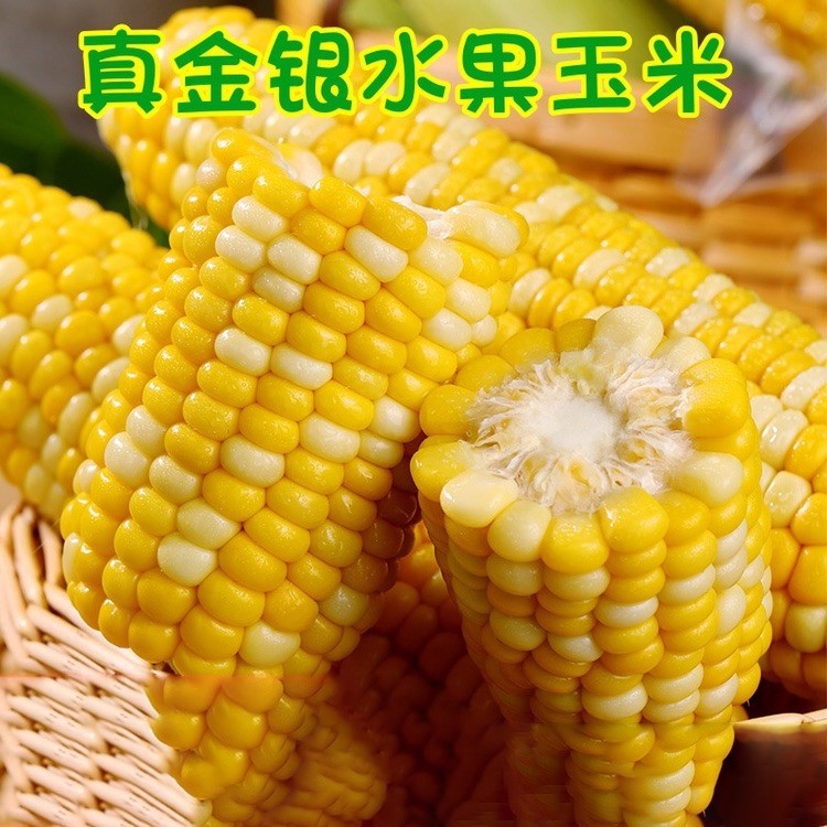 Fruit Corn Yellow Sweet Fruit Corn 10kg Vegetables Fresh Pick Sweet Corn Pregnant Women Super Sweet Instant Corn Generation