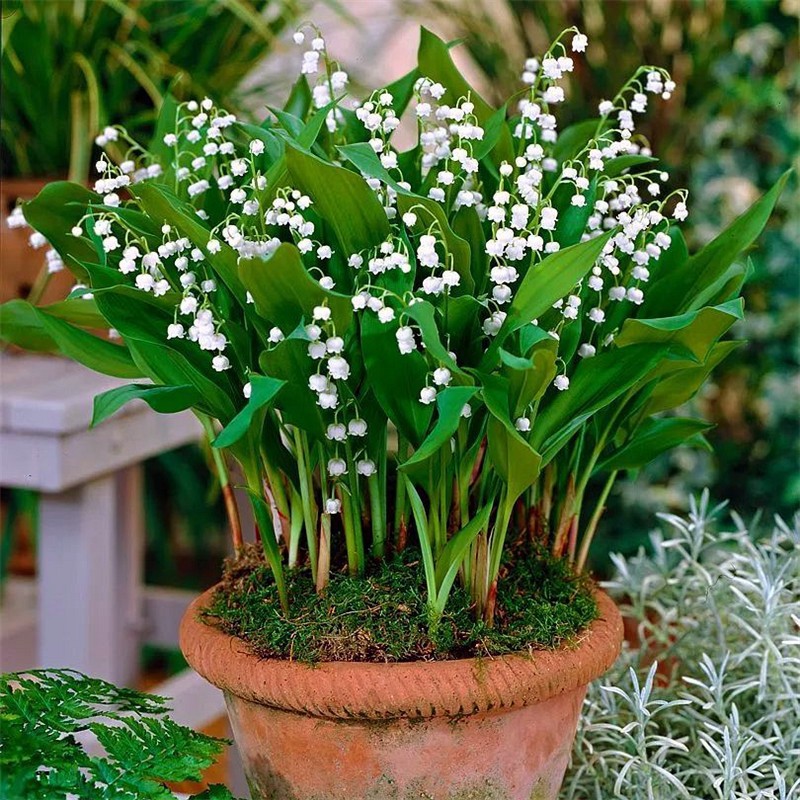 Lily of the Valley Seedlings with Buds, Strong-Scented Florals and Green Plants, Balcony Home Florals, Perennial Cold-Resistant Plants, Lily of the Valley Roots