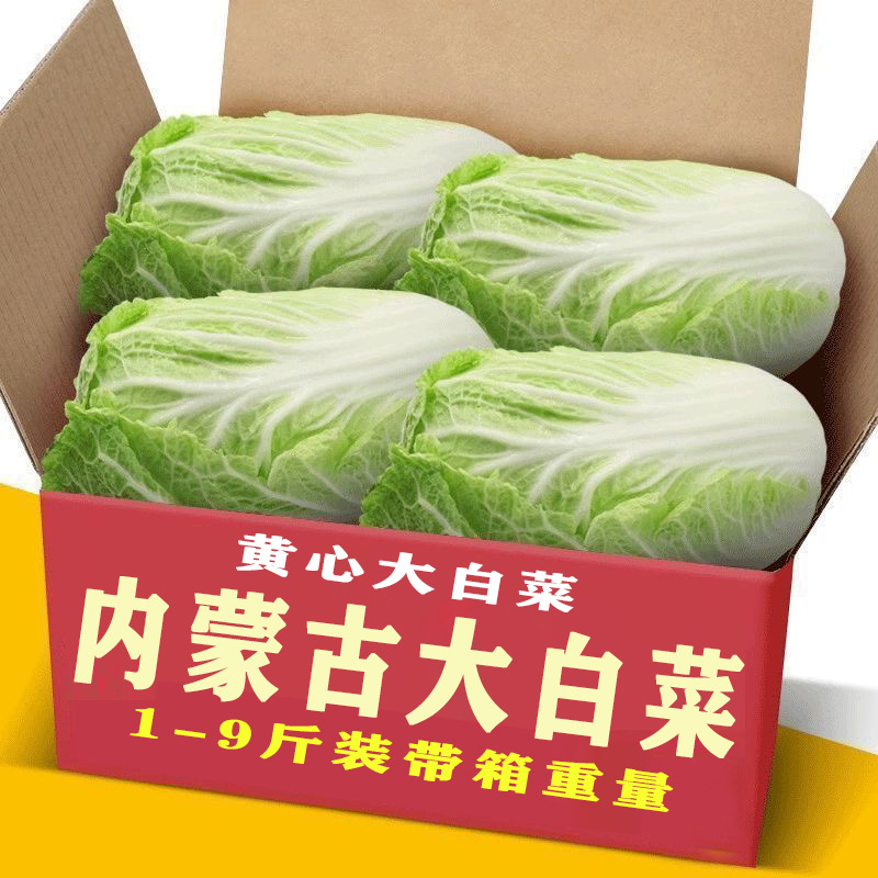 Свежая капуста, бок чой и зеленая капуста из Внутренней Монголии для приготовления острого капустного салата, квашеной капусты, капусты с сердцевиной и кочанной капусты