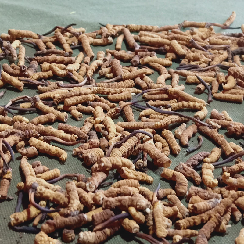 Xizang Naqu Cordyceps Naqu Cordyceps sinensis dry goods insect body full meet dry big broken grass Cordyceps sinensis recruitment agent