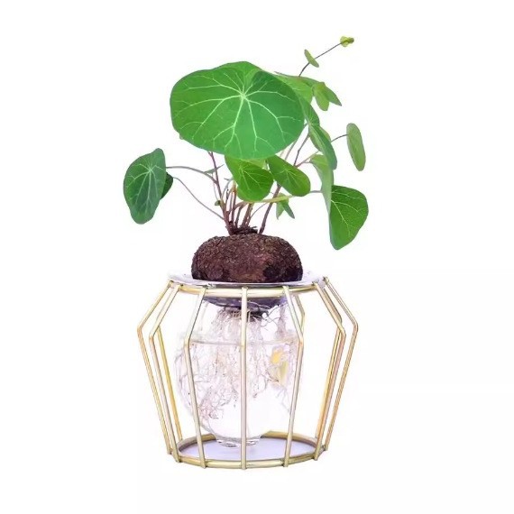 Turtle Plant Is Easy to Grow as a Potted Indoor Balcony Climbing Vine Foliage Green Plant, One-Leaf Turtle, Golden Non-Replaceable Seed Ball Hydroponics