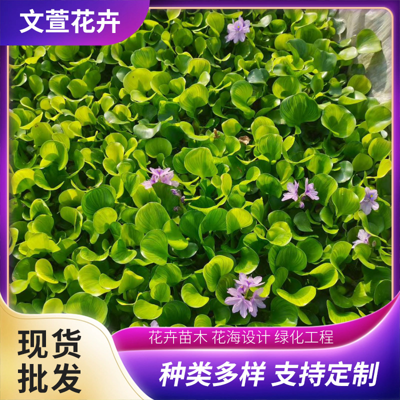 Water Hyacinth Seedlings Purify Water Quality, Are Easy to Cultivate, and Are Used in Aquatic Municipal Greening Projects. Water Hyacinth Seedling Bases Are Available for Wholesale