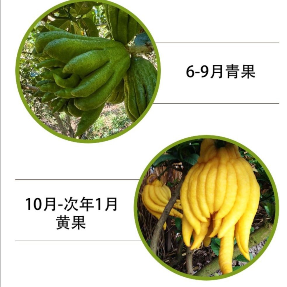 Fresh Bergamot Fruit Edible Milk Tea Shop with Branches of Golden Bergamot Hydroponic Ornamental for Buddha Chinese Medicine Bergamot Dried Slices