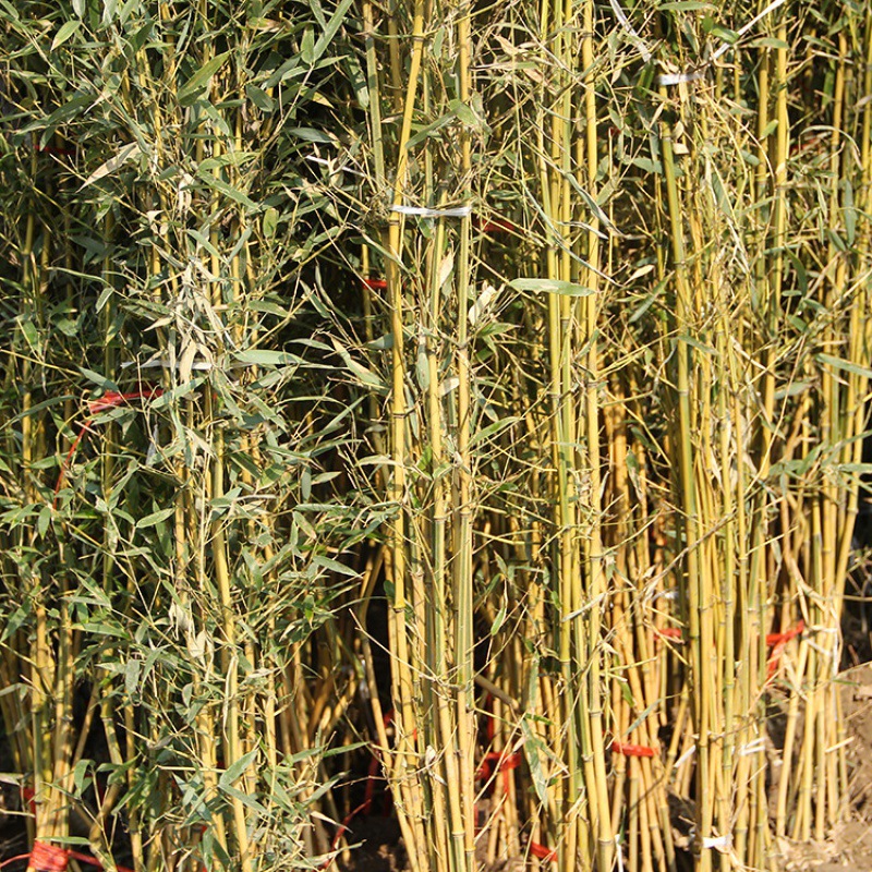 Bamboo Seedlings, Garden Plants, Purple Bamboo, Gold Inlaid Jade, Luohan Bamboo, Northern Cold-Resistant, Evergreen, Large-Scale Ground-Planted Green Bamboo Seedlings