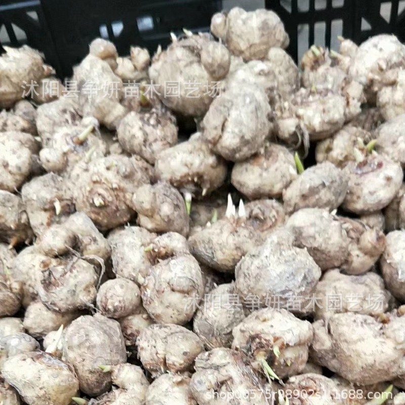 Colorful Calla Lily Bulbs, Large Bulbs, Easy to Grow, Perennial Bulbs, Easy to Survive, Full Balcony Specifications