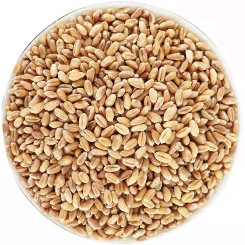 New Arrivals of the Season, Henan Wheat Wholesale, Wheat Flour with Skin, Brewing Materials, Feed, Germinable, Large Quantities in Stock