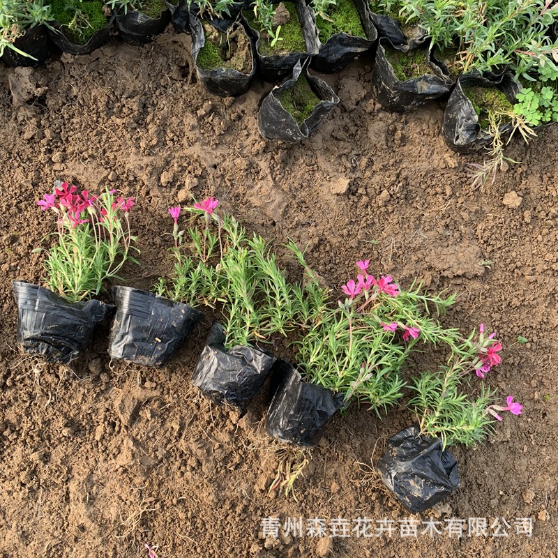 Clustered Phlox Ground Cover Flower Seedlings Perennial Cold-Resistant Florals Garden Landscape Project Qingzhou Florals and Cherry Potted Plants