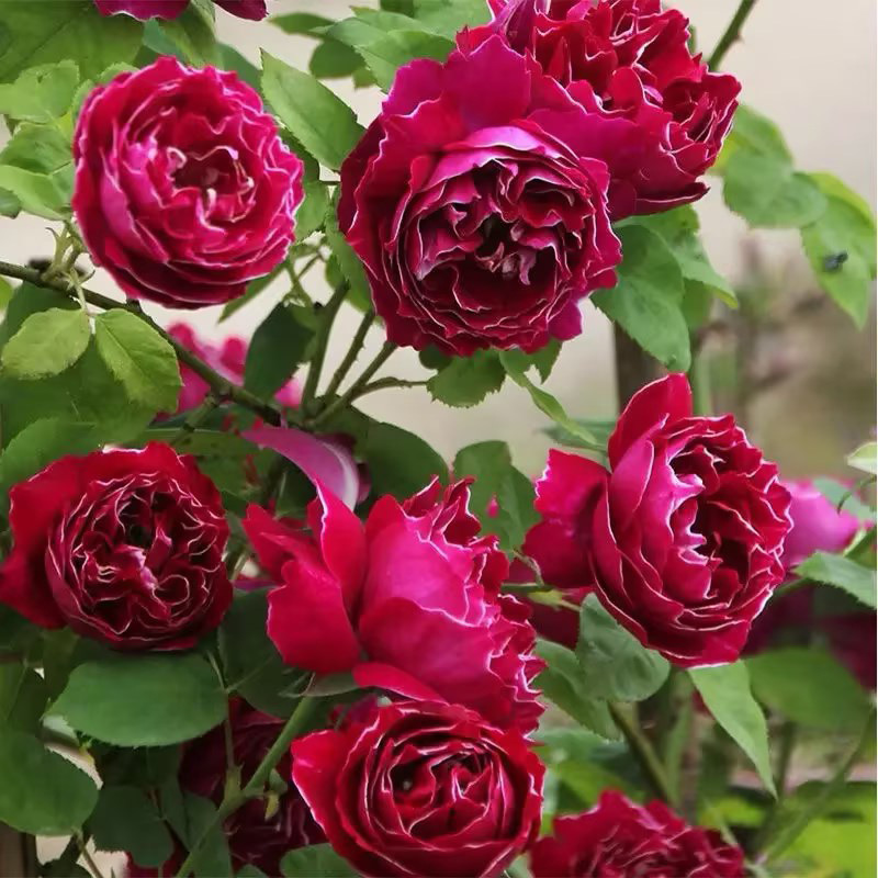 Climbing Rose Gold Celebration Flower Seedlings Can Be Mixed with Other Rose Flowers for Balcony Planting and Potted Plants