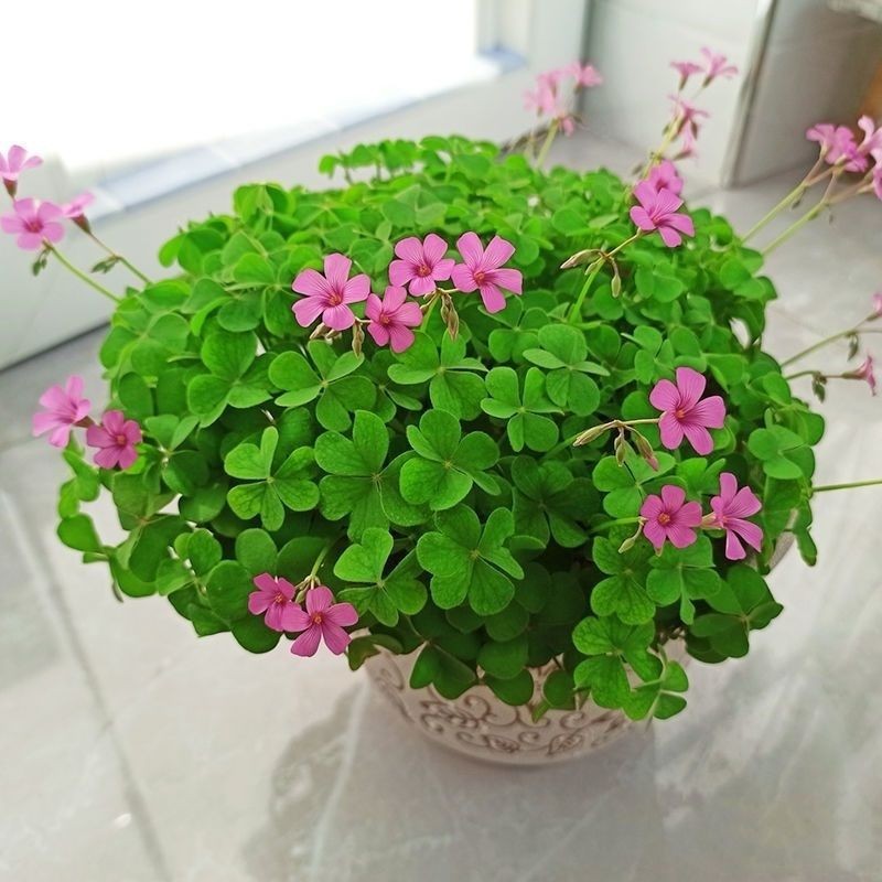 Red Clover Potted Plant, Red Clover Flower Bed, Sidewalk Greenery, Old Root Courtyard Greening Plant