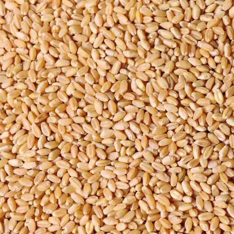 New Seasonal Wheat with Skin, Can Be Used for Brewing, Germination, Bulk Goods in Stock, Wholesale Grain Raw Materials, Henan Wheat