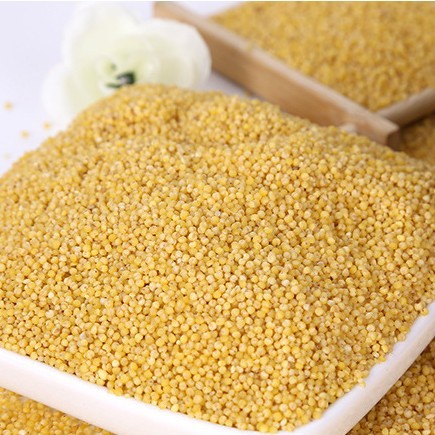 in stock supply grain bait millet yellow millet wholesale coarse grain new millet