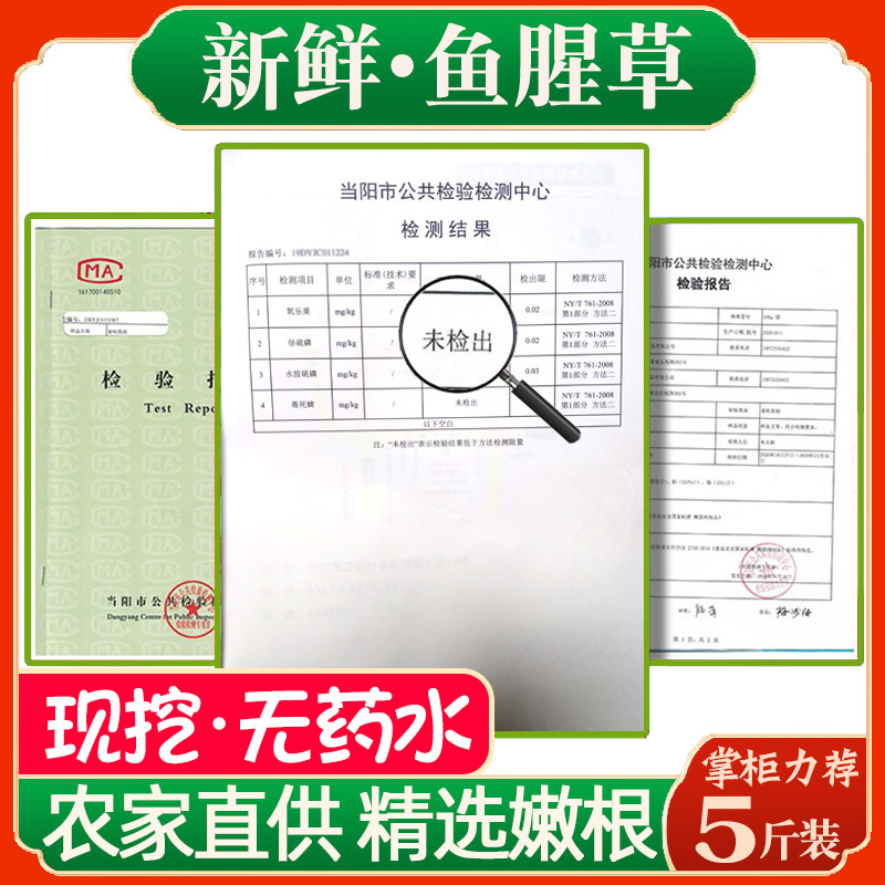 Freshly Dug from the Farm, Houttuynia Cordata with Mud, Fresh and Tender Roots, Folded Ear Roots, No Washing, Selected from Hubei, Sichuan and Guizhou, Produced in Cold Dishes