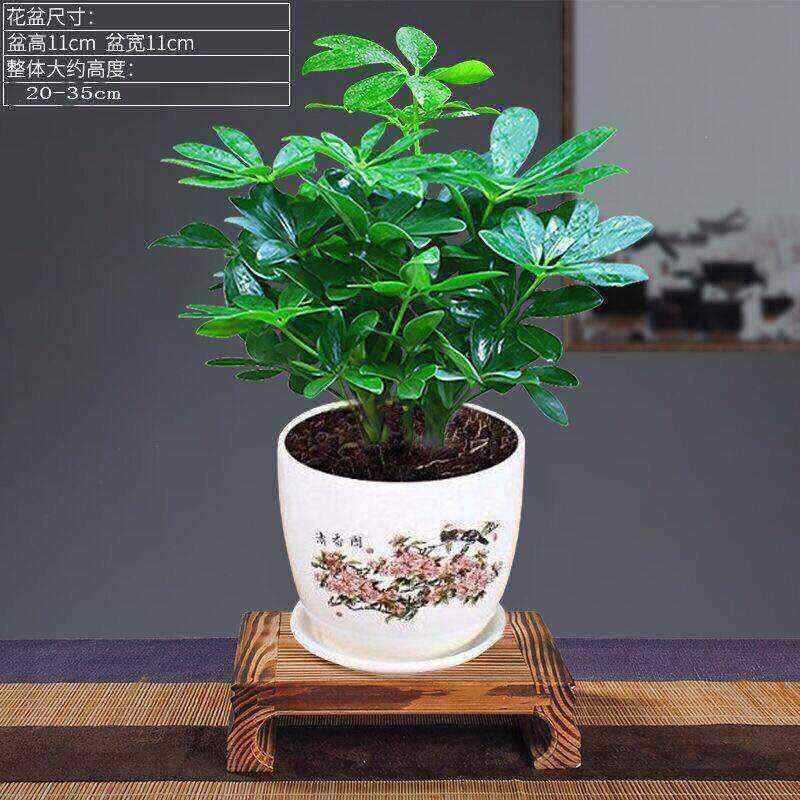 Зеленый тип комнатных растений в горшках для гостиной со всех сторон, дерево утиного лапки, большое растение, семи-листный лотос, дерево удачи, бесплатная доставка