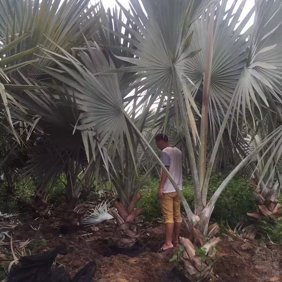 Fujian Bawang Brown Wholesale Jiangxi Bawang Brown Quote Zhejiang Bawang Brown Price Quality Assurance