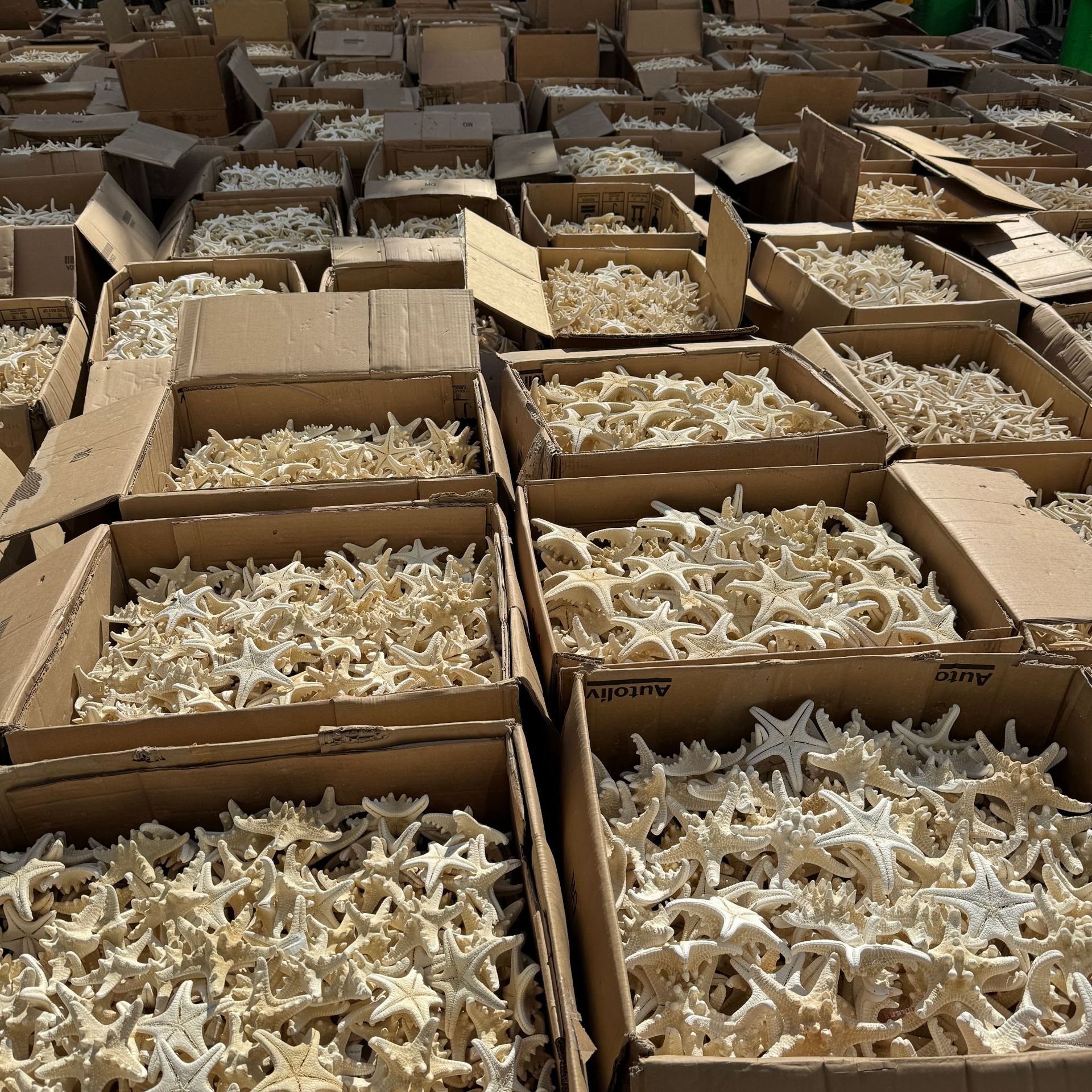 Research Shell Conch Sea Star Micro Landscape Aromatherapy DIY Eternal Flower Landscaping Decoration Crafts Set Props