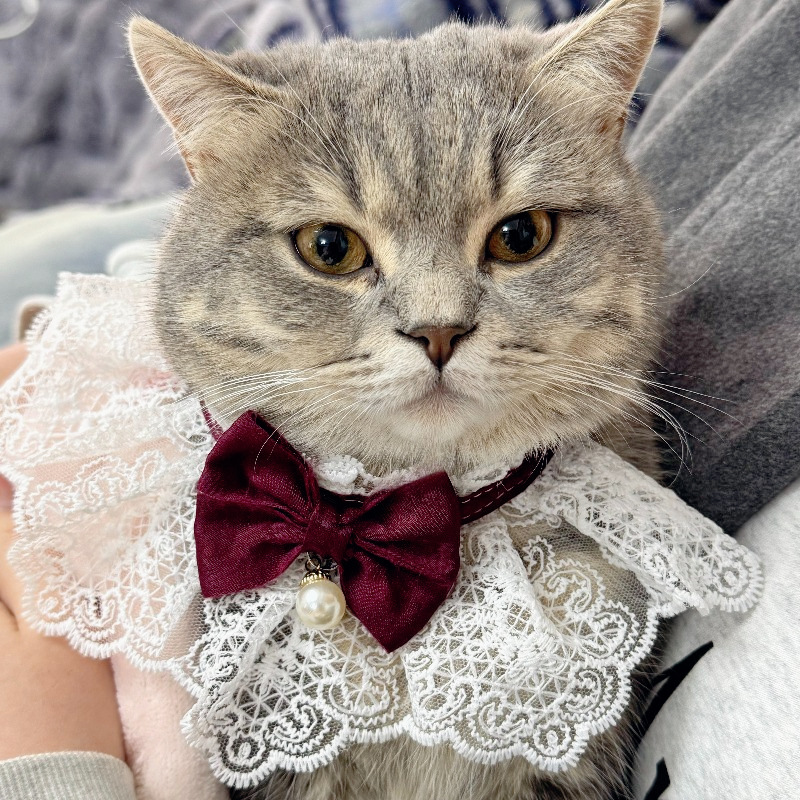 Cat Innocence Series Lace Dog Bib Four Seasons Cute Princess Style Photo Dog Saliva Towel