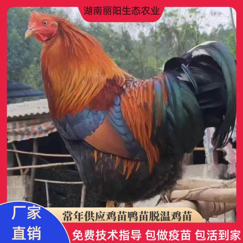 Прямые продажи с завода, саженцы местной курицы Циньюань Ма 2, красный петух, кастрат, гарантированная поддержка технологии разведения