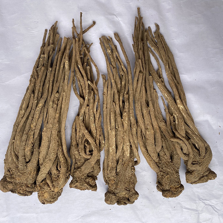 Gansu Minxian Sulfur-Free New Goods Whole Angelica Chinese Medicinal Materials Bulk Wholesale Large Favorably One Piece Dropshipping