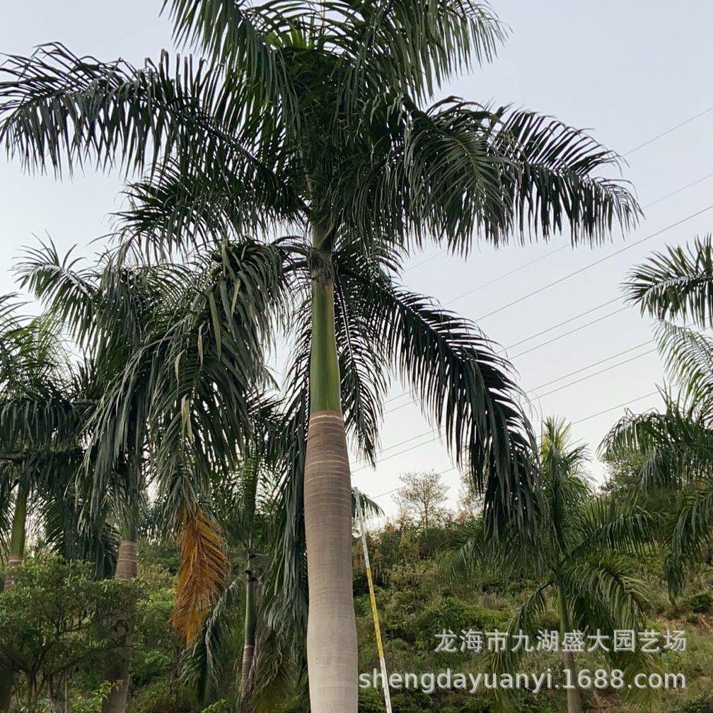 Fujian King Coconut Price Fuzhou King Coconut Quote Guangdong King Brown Zhejiang King Coconut Wholesale