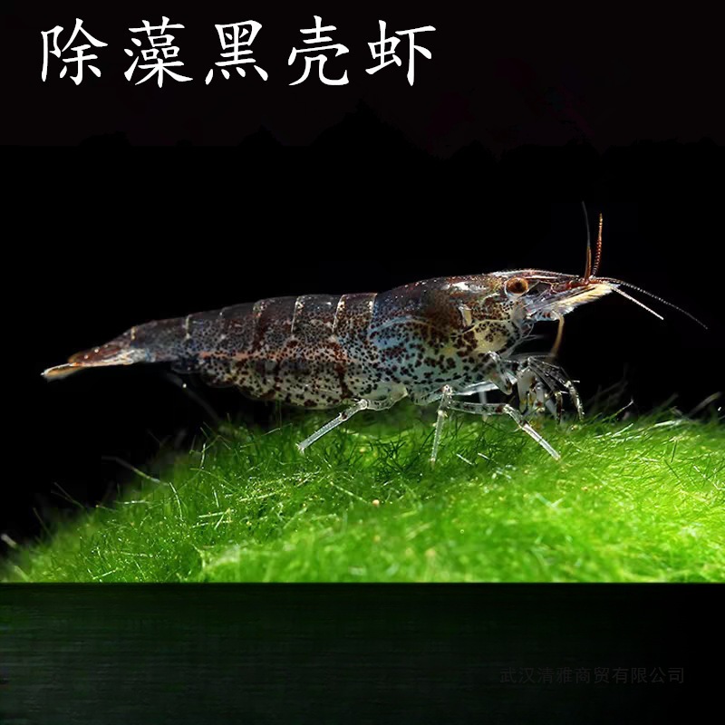 Креветка с черной раковиной, инструмент для удаления водорослей, декоративная рисовая креветка, свежий корм для пресноводного аквариума, ландшафтный дизайн