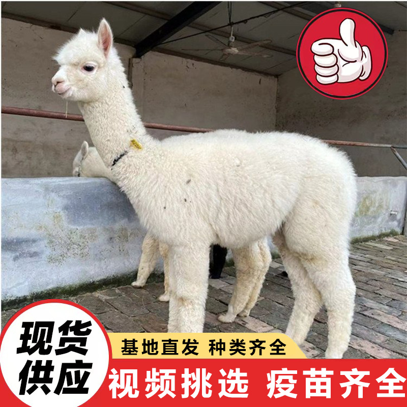 Shandong Alpaca Farm Sells Artificially Raised Live Alpacas for Scenic Spots to Feed and Watch. Alpacas Are Docile