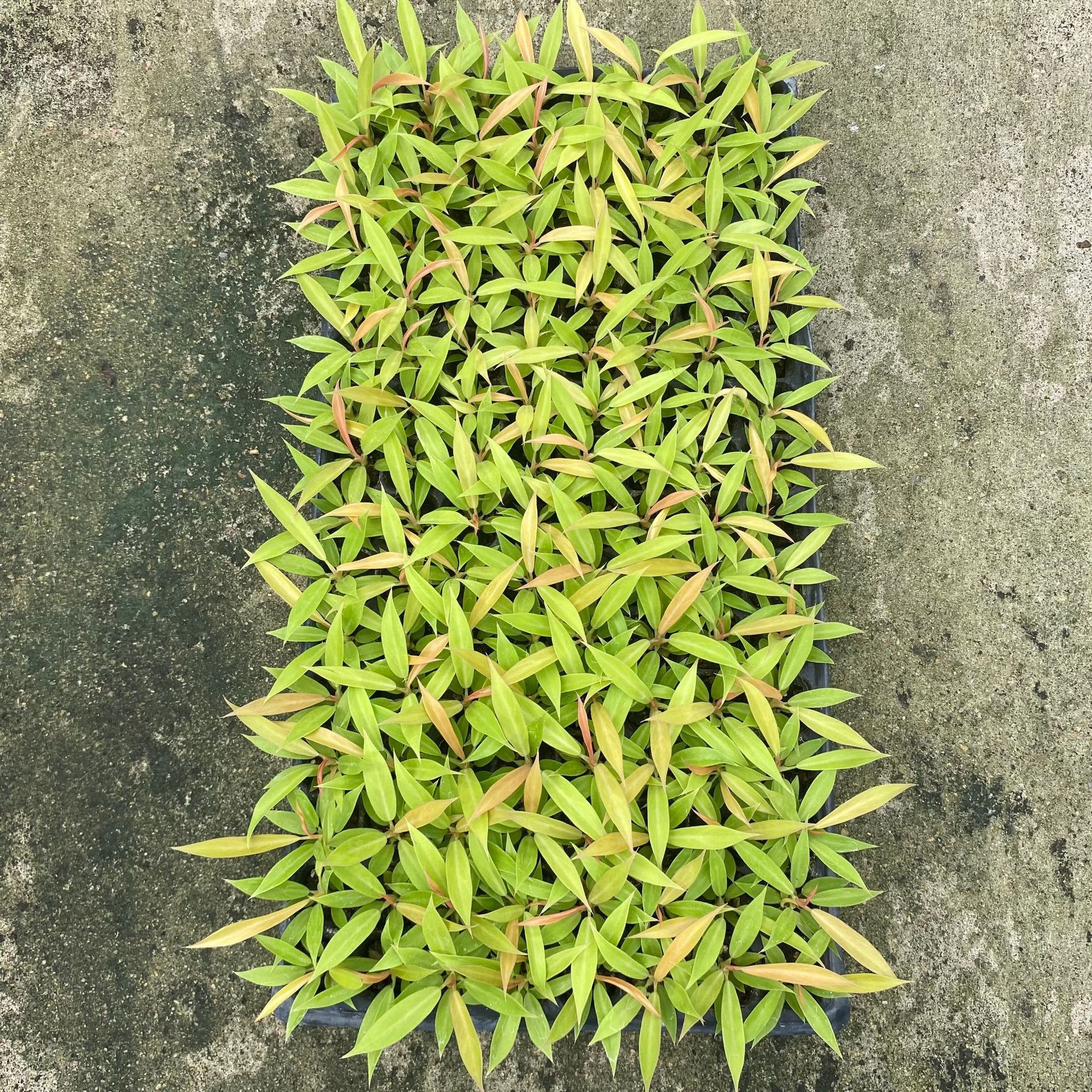 Source Wholesale Novelty Internet Celebrity Hot-Planted Gold Fire Ring Philodendron Modern Office Home Green Plant Seedlings Wholesale