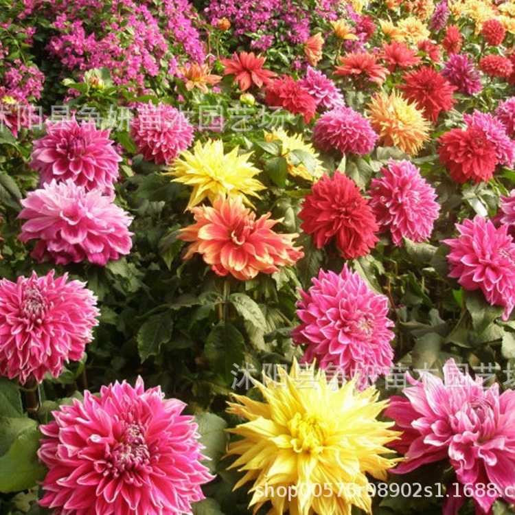 Dahlia Seed Bulbs, Four-Season Flower Potted Plants, Indoor and Outdoor Ground Planting Dahlia, Sweet Potato Flower Bulbs, Flower Dahlia Balls