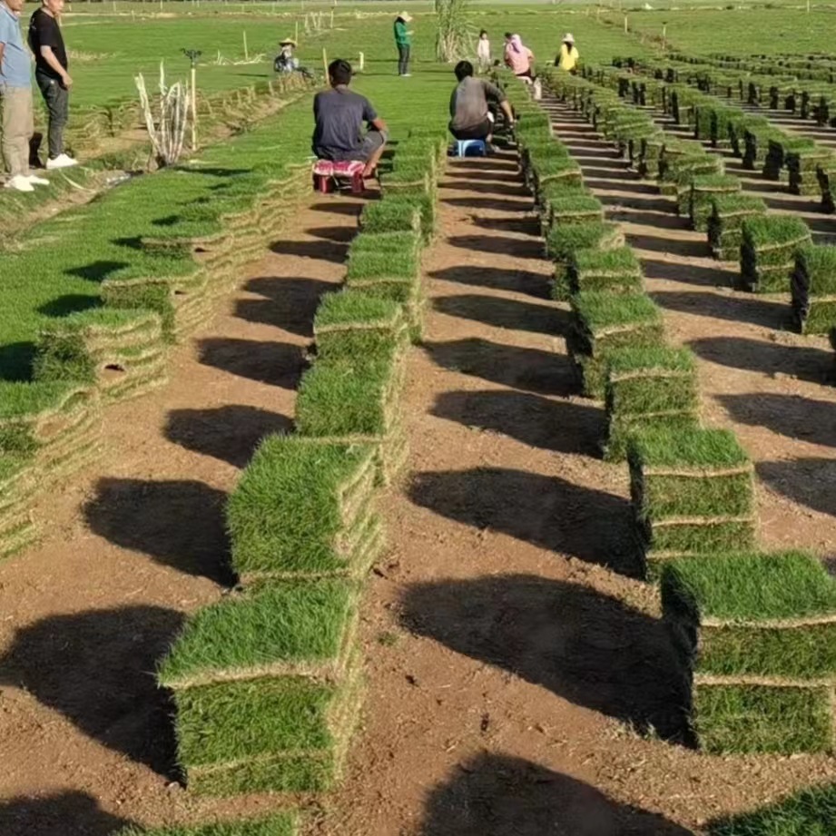 Lawn with Soil, Real Turf, Garden Road Greening Project, School Lawn, Playground Turf, Football Field, Real Lawn