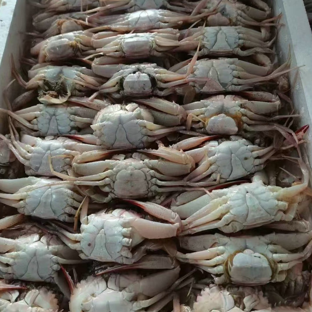 Frozen Selected Cooked Frozen Lucky Crab Medium Lucky Crab Buffet Hotel Restaurant Frozen Seafood Aquatic Products Wholesale