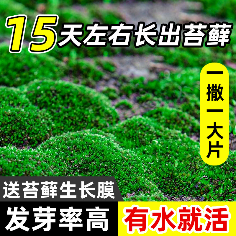 moss spore powder four seasons fresh moss green planting short velvet absorbent stone seeds micro landscape bonsai rockery grass seeds