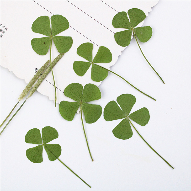 Four-leaf Clover Dried Flower diy Material Plant Embossed Real Flower Plant Specimen Embossed Bookmark Face Decoration