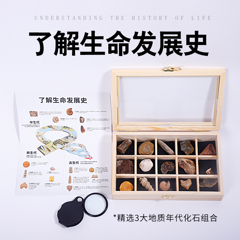 Ancient fossils understand the history of life gift box animal teeth chrysanthemum fossil specimen popular science collection gift box