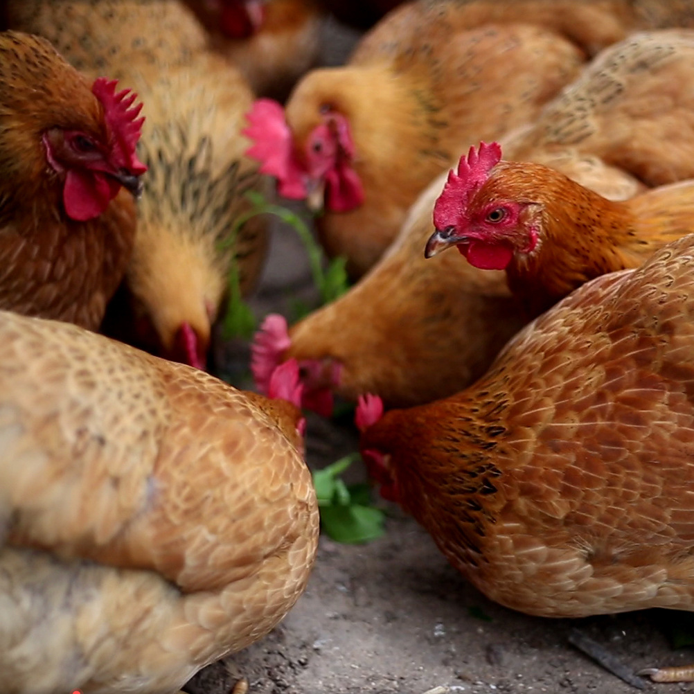 Wenchang Chicken, a Specialty of Hainan, Is Raised for 120 to 130 Days and Is Now Slaughtered. Fresh Chicken, Whole Chicken, Coconut Chicken Hot Pot Ingredients