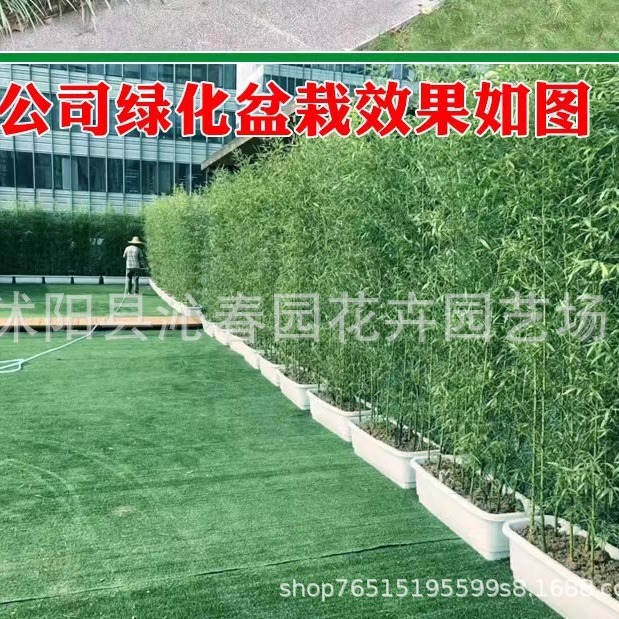 Potted Bamboo Seedlings, Courtyard Hedge Plants, Gold Inlaid Jade Bamboo Green Landscape Bamboo Seedlings, Purple Bamboo Seedlings Base Direct Sales Wholesale