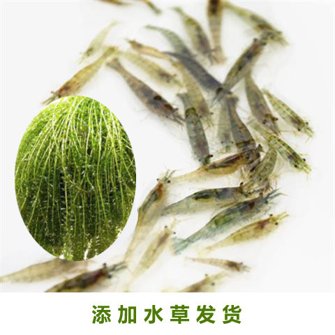 Black Shell Shrimp Algae Removal Freshwater Live Pet Aquatic Plant Cleaning Feed Tool Fish Tank Small Grass Tank Landscape Ornamental Shrimp Food