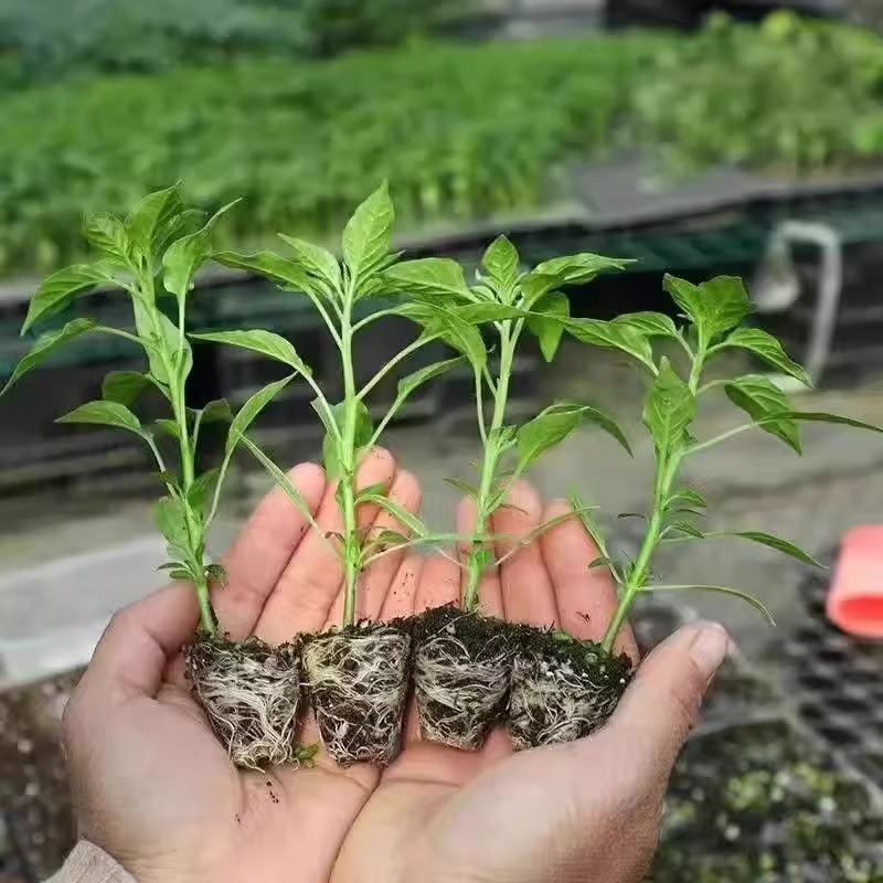 Screw Pepper Chili Seedlings High-Yield Spicy Extra-Large Chili Seedlings Screw Pepper Thin-Skinned Southern Potted Vegetable Seedlings