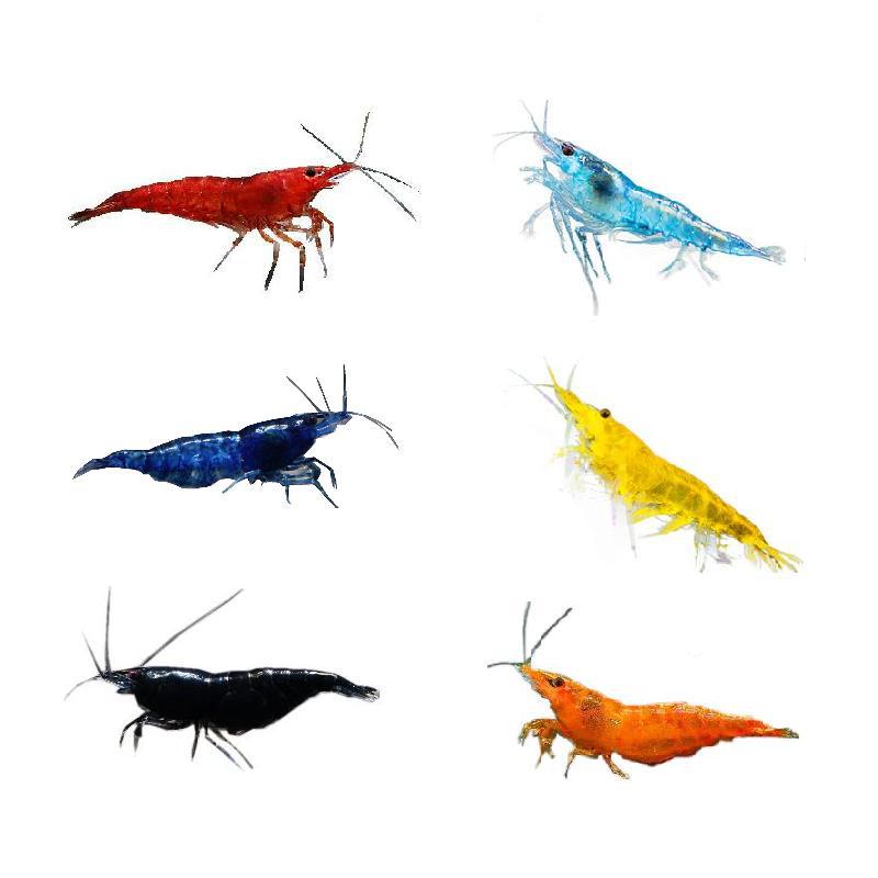 1-1.5cm Red Crystal Shrimp Xiangji Extreme Fire Sakura Shrimp Sapphire Large and Algae Ornamental Shrimp Living Algae Shrimp