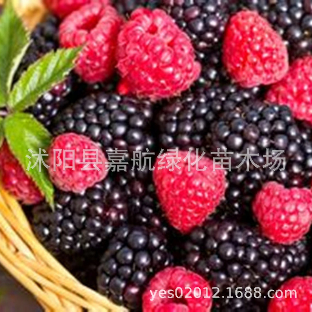 Raspberry Seeds Wild Strawberry Raspberry Black Raspberry Seeds Four Seasons Planting Garden Balcony Wild Fruit Raspberry Seeds