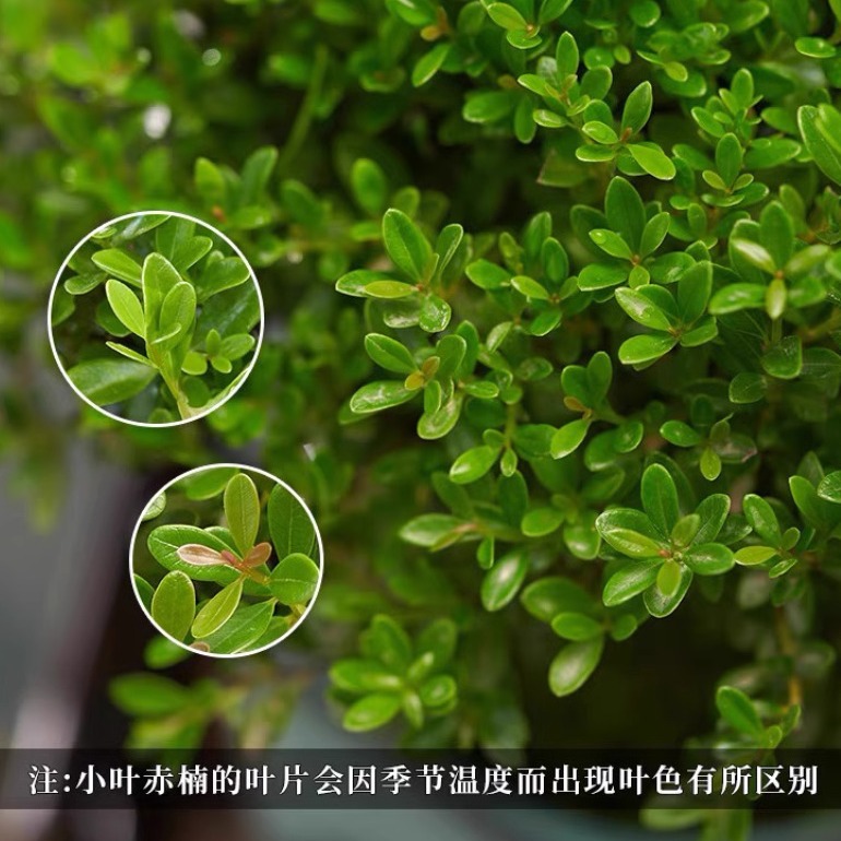 Small-Leaf Red Nan Bonsai Mini Plant Indoor Flower Office Desktop Small Green Plant Easy to Maintain All Year Round