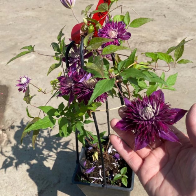 1 галлонный новый клематис с двойными лепестками, горшечное вьющееся растение для балкона и сада