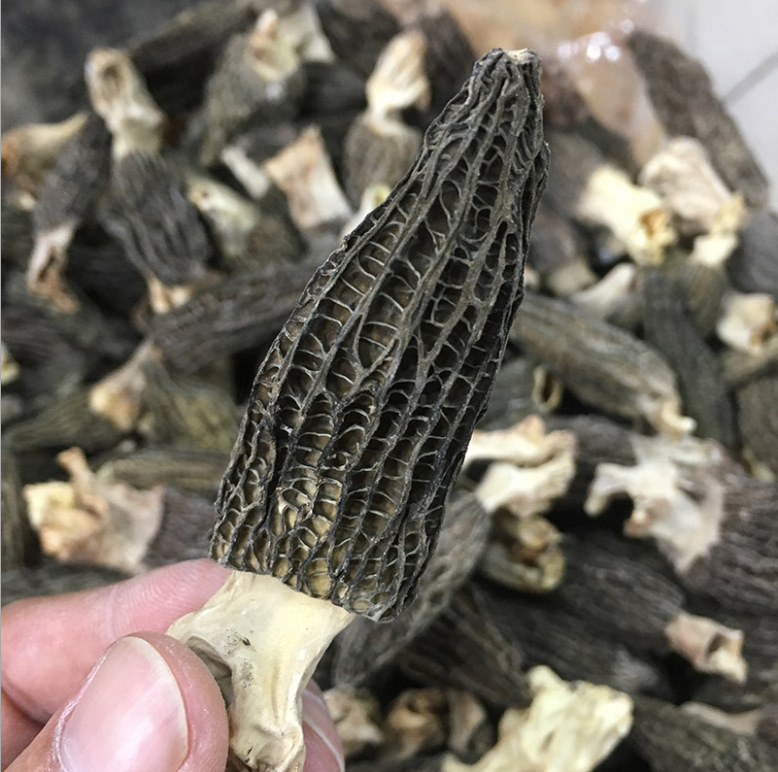 Morchella dry goods Yunnan morchella bulk edible first stubble field raw morchella dry goods wholesale