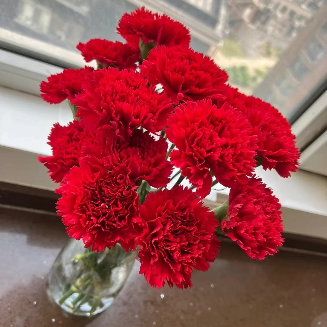 Carnation Flowers Wholesale Yunnan Kunming Single-Head Kangxian Cut Flower Base Goddess Day Mother's Day Teacher's Day Gift