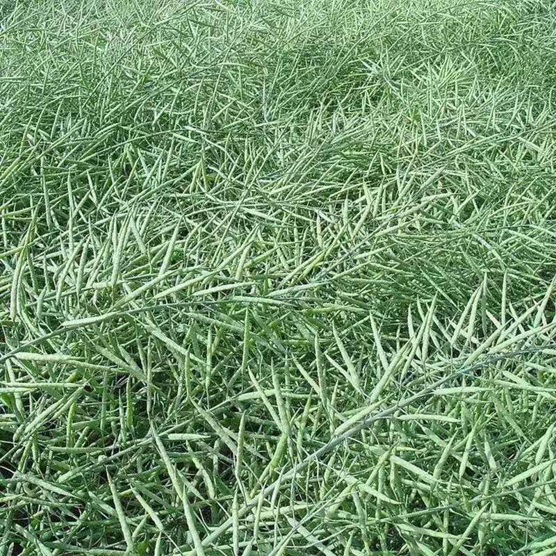 New Wholesale Rapeseed Oil Seeds for Oil Extraction, Sprouting, Ornamental, and Edible Purposes, Farm-Produced, Large Quantities in Stock, Available for Dropshipping