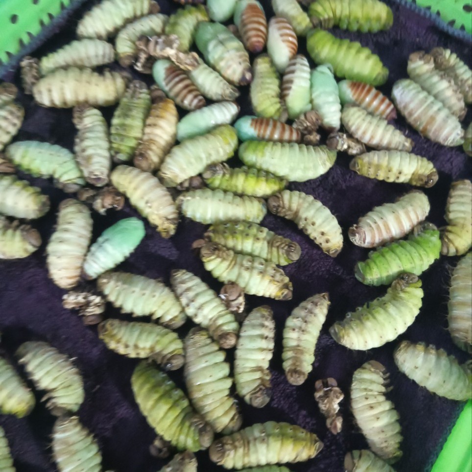 Northeast Specialty: Wild-Raised Skinless High-Nutrition Fairy Silkworm Pupae, a Special Type