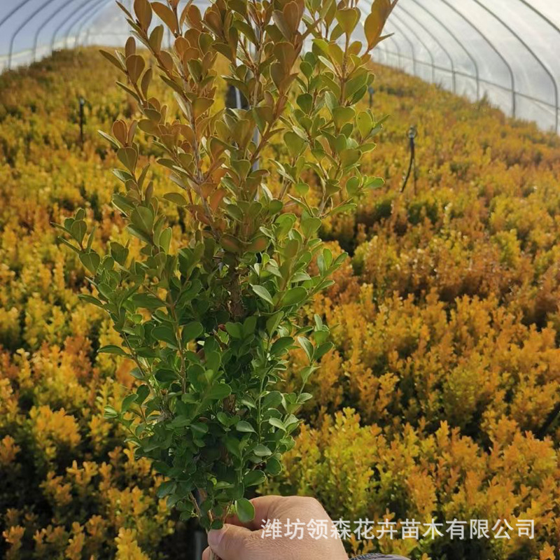 Прямые продажи семян дыни, саженцы боксвуда, большие скидки на саженцы боксвуда, саженцы остролиста, саженцы боксвуда из Пномпеня