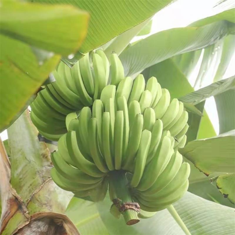 Williams Banana Green Banana Origin Full Box Free Shipping Green Banana Fresh Banana Drop Shipping