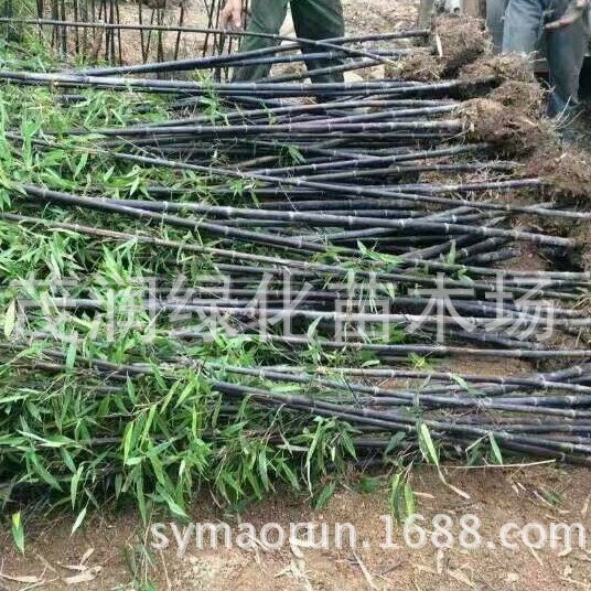 Courtyard Landscaping Seedlings Purple Bamboo Purple Bamboo Seedlings Colorfulful Seedlings Evergreen Plants Garden Landscape